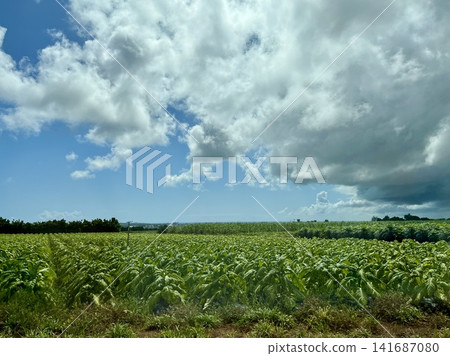 夏日景象，積雨雲籠罩著農田。 141687080