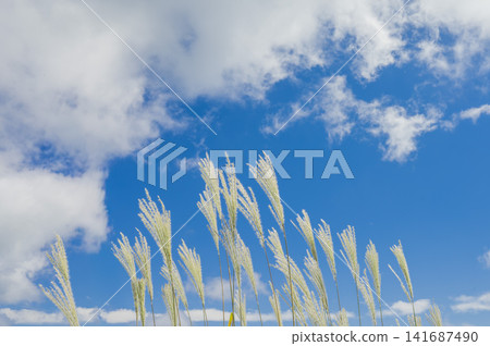 Japanese pampas grass and blue sky Japanese pampas grass and blue sky 141687490