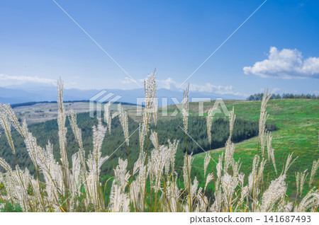 Japanese pampas grass and blue sky Japanese pampas grass and blue sky 141687493