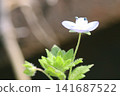 Purple small flowers that begin to bloom at the beginning of spring are Hotokenoza 141687522
