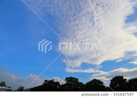 藍天雲樹 藍天雲樹 141687597