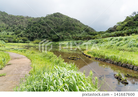 Fireflies on Hachijo Island Fireflies on Hachijo Island 141687600