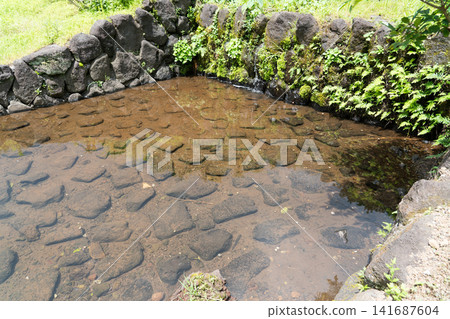 Fireflies on Hachijo Island Fireflies on Hachijo Island 141687604