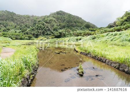 八丈島上的螢火蟲 141687616