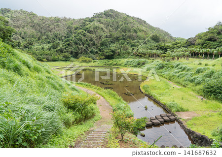 八丈島上的螢火蟲 八丈島上的螢火蟲 141687632