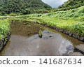 Fireflies on Hachijo Island 141687634
