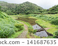 Fireflies on Hachijo Island 141687635