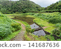 Fireflies on Hachijo Island 141687636