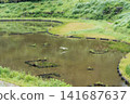 Fireflies on Hachijo Island 141687637