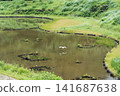 Fireflies on Hachijo Island 141687638