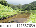 Fireflies on Hachijo Island 141687639