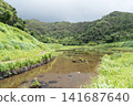 Fireflies on Hachijo Island 141687640