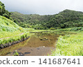 Fireflies on Hachijo Island 141687641