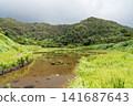Fireflies on Hachijo Island 141687643