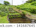 Fireflies on Hachijo Island 141687645