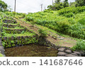 Fireflies on Hachijo Island 141687646