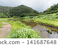 Fireflies on Hachijo Island 141687648