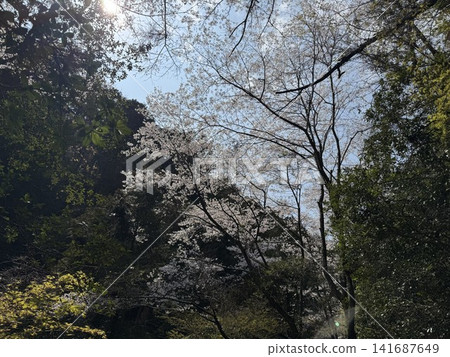 Spring cherry blossoms blooming in a forest dappled with sunlight. Spring cherry blossoms blooming in a forest dappled with sunlight. 141687649