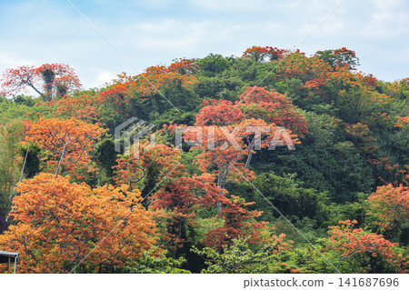 Royal poinciana flowers blooming profusely on a small hill in Taiwan Royal poinciana flowers blooming profusely on a small hill in Taiwan 141687696
