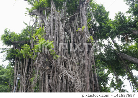Banyan trees are commonly seen as street trees in Taiwan. Banyan trees are commonly seen as street trees in Taiwan. 141687697