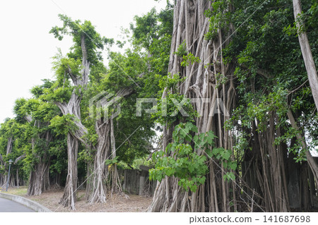 Banyan trees are commonly seen as street trees in Taiwan. Banyan trees are commonly seen as street trees in Taiwan. 141687698
