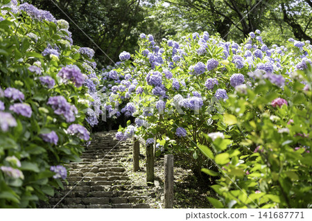 Hydrangea blooming in the clear of the rainy season Hydrangea blooming in the clear of the rainy season 141687771