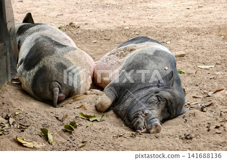 Fat pot bellied pigs sleep in sandy dirt in farm Fat pot bellied pigs sleep in sandy dirt in farm 141688136