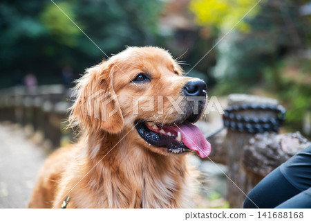 golden retriever dog look at owner at Minoh waterfall in fall, Osaka golden retriever dog look at owner at Minoh waterfall in fall, Osaka 141688168