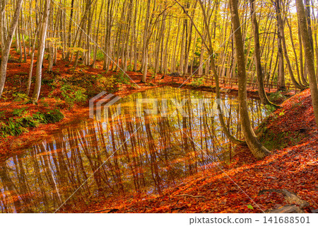 [Forest material] Autumn beauty forest [Niigata Prefecture] 141688501