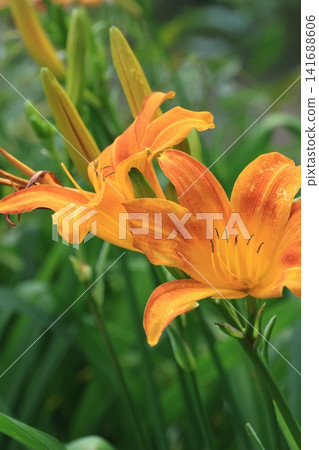 萱草花簇盛開 萱草花簇盛開 141688606