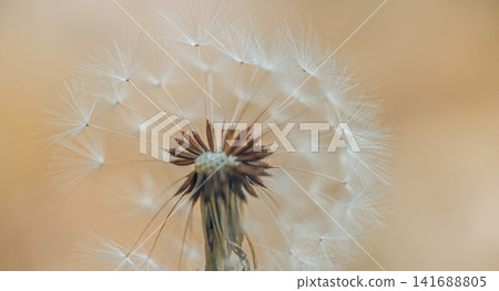 Dreamy white dandelion seed head against soft blue and cream bokeh in gentle light macro nature detail. Perfect nature botanical closeup ecology. Peaceful fresh outdoors wellness serene scenic Dreamy white dandelion seed head against soft blue and cream bokeh in gentle light macro nature detail. Perfect nature botanical closeup ecology. Peaceful fresh outdoors wellness serene scenic 141688805