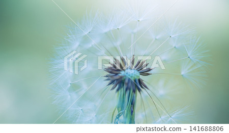 Ethereal white dandelion seed head glowing against warm cream bokeh soft natural light macro detail. Perfect nature botanical closeup ecology. Peaceful fresh outdoors wellness serene scenic Ethereal white dandelion seed head glowing against warm cream bokeh soft natural light macro detail. Perfect nature botanical closeup ecology. Peaceful fresh outdoors wellness serene scenic 141688806
