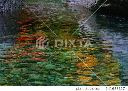 秋季,長野縣大草村的阿特拉山谷景色壯麗,翠綠的河水與秋葉交相輝映,構成一幅美麗的畫卷。 秋季,長野縣大草村的阿特拉山谷景色壯麗,翠綠的河水與秋葉交相輝映,構成一幅美麗的畫卷。 141688837