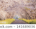 櫻花樹和油菜花隧道（春天早晨的鄉村道路） 141689036