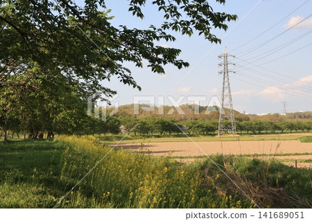 A view of the cherry trees lining the Kita-Asaba Cherry Blossom Embankment Park. A view of the cherry trees lining the Kita-Asaba Cherry Blossom Embankment Park. 141689051