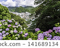 Hydrangeas adorn the port town 141689134