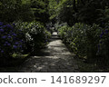 Hydrangea blooming in the clear of the rainy season 141689297