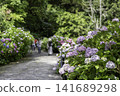 Hydrangea blooming in the clear of the rainy season 141689298