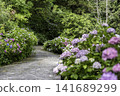 Hydrangea blooming in the clear of the rainy season 141689299