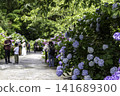 Hydrangea blooming in the clear of the rainy season 141689300
