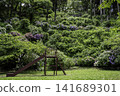 Hydrangea blooming in the clear of the rainy season 141689301