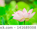 Lot in full bloom 141689308