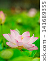 Large lotus flowers in full bloom 141689355
