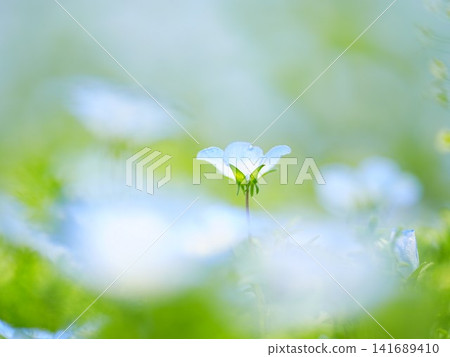 Hokkaido scenery: Biei Shikisai-no-oka (Biei Four Seasons Hill) - Nemophila Hokkaido scenery: Biei Shikisai-no-oka (Biei Four Seasons Hill) - Nemophila 141689410