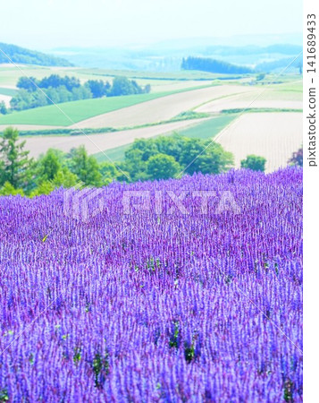 A breathtaking view of Hokkaido: Blue salvia at Shikisai-no-oka Hill in Biei Town. A breathtaking view of Hokkaido: Blue salvia at Shikisai-no-oka Hill in Biei Town. 141689433