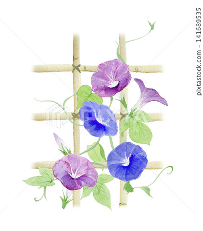 一幅牽牛花的水彩插圖。 141689535