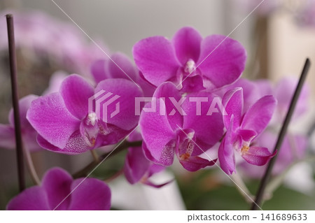 桃紅色蘭花蘭花 桃紅色蘭花蘭花 141689633