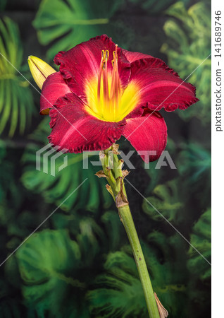 Vibrant Burgundy Daylily Flower with Yellow Center and Bud Vibrant Burgundy Daylily Flower with Yellow Center and Bud 141689746