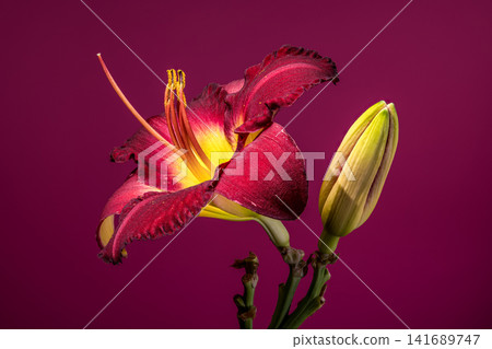 Burgundy daylily flower with unopened bud on vibrant purple background Burgundy daylily flower with unopened bud on vibrant purple background 141689747