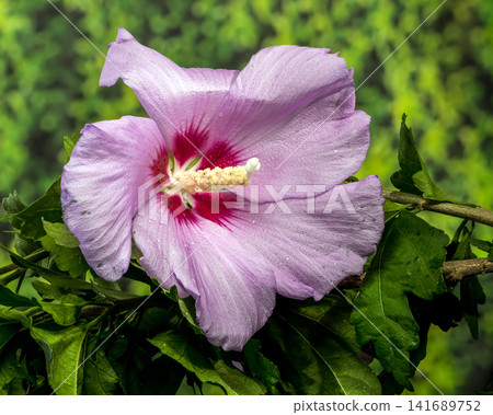 Pink Syrian hibiscus flower on bokeh green foliage background Pink Syrian hibiscus flower on bokeh green foliage background 141689752